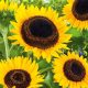  Dekorative Sonnenblumenkerne 1000 g