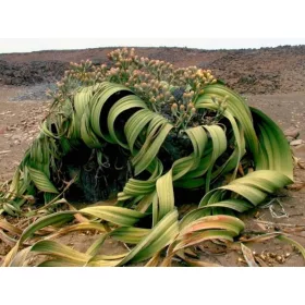  WELWITSCHIA (WELWITSCHIA MIRABILIS) 1 SAMEN