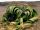  WELWITSCHIA (WELWITSCHIA MIRABILIS) 1 SAMEN