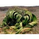 WELWITSCHIA (WELWITSCHIA MIRABILIS) 1 SAMEN