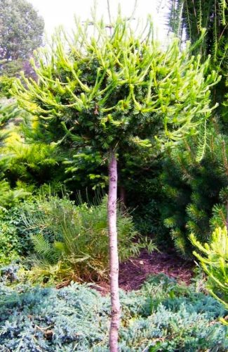  GLOBALE LÄRCHE AUF DER STUNK Larix decidua-SÄMUNG