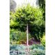  GLOBALE LÄRCHE AUF EINEM Larix-Stamm, große Aussaat