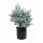  Blauer Eukalyptus, 4 Jahre alter XL-Sämling, 7-Liter-Topf