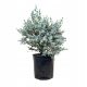  Blauer Eukalyptus, 4 Jahre alter XL-Sämling, 7-Liter-Topf