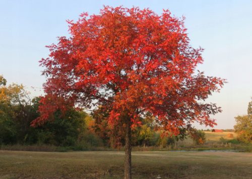  SELTENHEIT! CHINESISCHE PISTAZIE! Überwinternder Baum