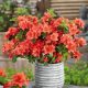  Rhododendren und Azaleen, Orangensämling im 2-3l-Behälter, 15-30 cm