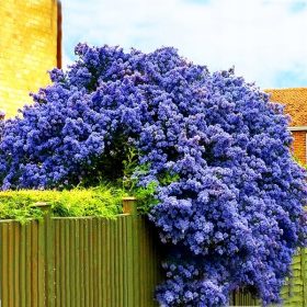    VICTORIA PRUSHER ~WINTERGRÜN, BLAUER PRUSHER – Höhe 40–50 cm