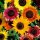  Ziersonnenblume BUNTE SORTENMISCHUNG - 1 kg Premium-Samen