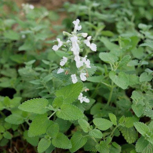  Katzenminze Faassena, weiße Blüten, großer Sämling