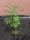  Albizia seidig Albizia Rosea 50-80cm GROß