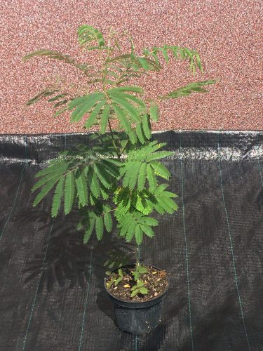  Albizia seidig Albizia Rosea 50-80cm GROß