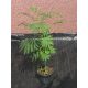  Albizia seidig Albizia Rosea 50-80cm GROß