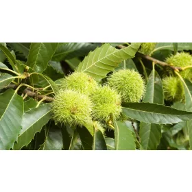  P9 EDITORIAL KASTANE CASTANE SATIVA 120-150 CM.