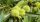  P9 EDITORIAL KASTANE CASTANE SATIVA 120-150 CM.
