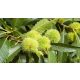  P9 EDITORIAL KASTANE CASTANE SATIVA 120-150 CM.