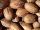  Pekannuss essbarer Hickory 60-80cm C2