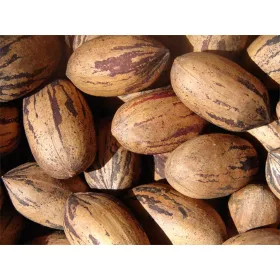  Pekannuss essbarer Hickory 80-100cm C2