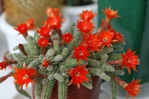  Echinopsis CHAMAECEREUS SILVESTRII Kaktus