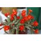  Echinopsis CHAMAECEREUS SILVESTRII Kaktus