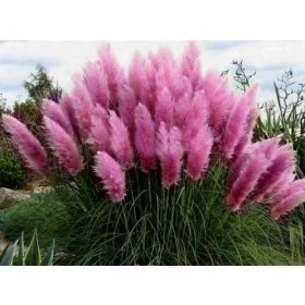  ROSA PAMPASSGRASSÄMLING, frostbeständig