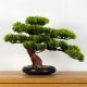 Künstliche Blumen und Früchte Dekorativer Zimmerbonsai, Kiefer PN-7