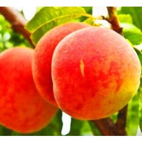    Pfirsiche und Nektarinen Russischer wurzelnackter Sämling 120-140 cm