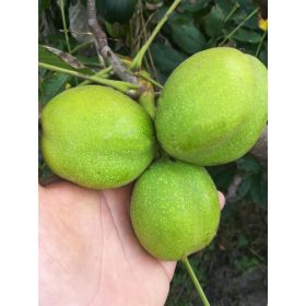    Walnüsse und Haselnuss-Jacek, wurzelnackter Sämling, 120-150 cm