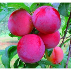  Russischer Pflaumensämling mit nackter Wurzel, 90-140 cm