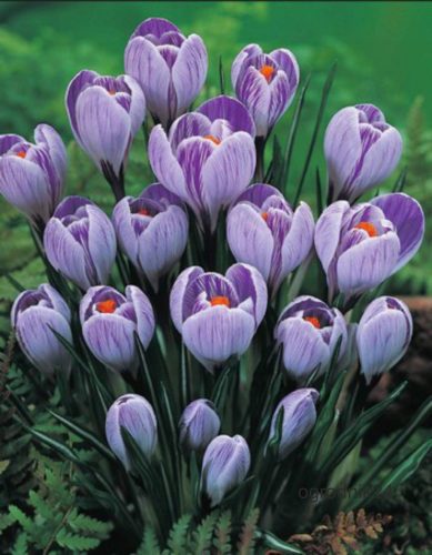  Weißer Krokus, blaue Knollen/Zwiebeln/Rhizome in Sammelverpackung