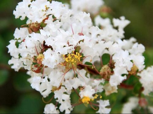  Lagerstroemia ohne Süd-Natchez 20-40 cm C1,5