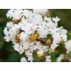  Lagerstroemia ohne Süd-Natchez 20-40 cm C1,5