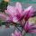  Magnolien und Tulpenbäume, rosa, Sämling im 1-2l-Behälter, 30-50 cm