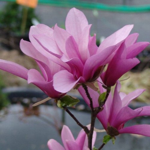  Magnolien und Tulpenbäume, rosa, Sämling im 1-2l-Behälter, 30-50 cm