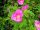  P9 WILDE ROSE HONIG RUGOSA ROSE 40-60 CM.