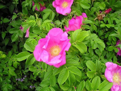  P9 WILDE ROSE HONIG RUGOSA ROSE 40-60 CM.
