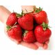  Walderdbeeren und Polka-Erdbeeren - Grandarosa-Sämling mit nackter Wurzel 10-25 cm