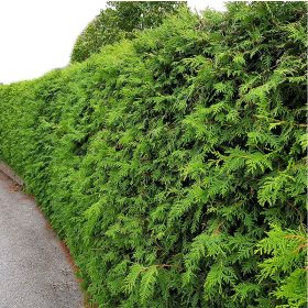  Thuja BRABANT Schnellhecke 60/80cm Packung à 25 Stk