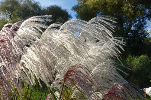  GOLDMEDAILLENGEWINNER UNTER DEM GRAS Miscanthus „Memory“ C3