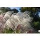  GOLDMEDAILLENGEWINNER UNTER DEM GRAS Miscanthus „Memory“ C3