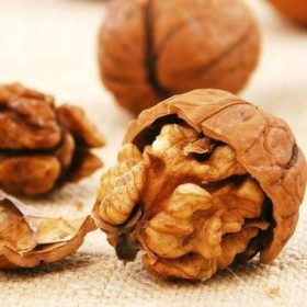  Walnüsse und Hasel JACEK wurzelnackter Sämling 70-80 cm