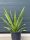  Yucca Faxoniana Frostbeständige Yucca 40-50 cm