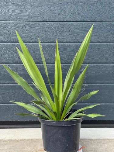  Yucca Faxoniana Frostbeständige Yucca 40-50 cm