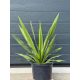  Yucca Faxoniana Frostbeständige Yucca 40-50 cm