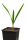  Jubaea chilensis frostbeständige Palme 20-30 cm