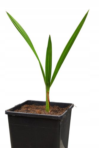  Jubaea chilensis frostbeständige Palme 20-30 cm