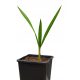  Jubaea chilensis frostbeständige Palme 20-30 cm