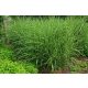  CHINESISCHES MISCANT STRICTUS ZWERG 5ER PACK