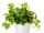  EPIPREMNUM AUREUM Zimmerpflanze Großer Sämling P12