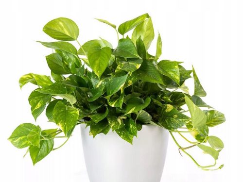  EPIPREMNUM AUREUM Zimmerpflanze Großer Sämling P12
