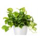  EPIPREMNUM AUREUM Zimmerpflanze Großer Sämling P12